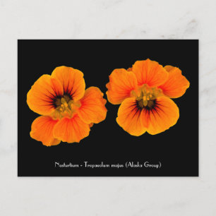 Nasturcio - Postal de Tropaeolum majus