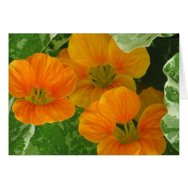 Nasturtium Notecard (Anverso (Horizontal))