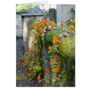 Nasturtiums on a Wall, Inglaterra