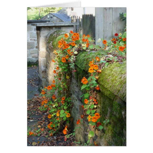 Nasturtiums on a Wall, Inglaterra (Frente)