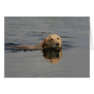 Natación de Golden Retriever
