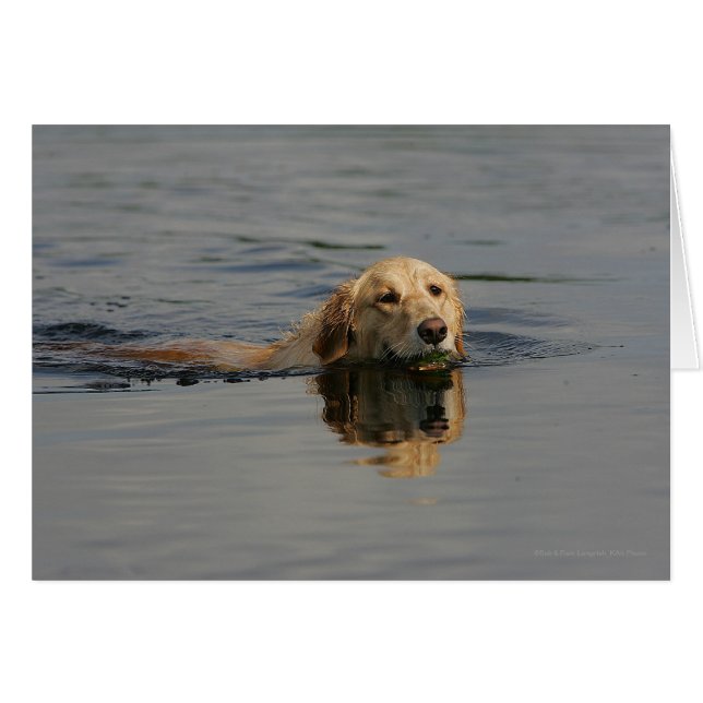 Natación de Golden Retriever (Anverso (Horizontal))