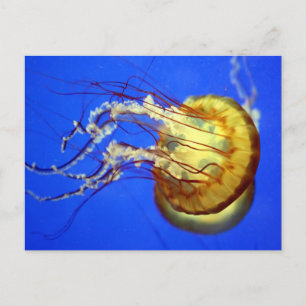 Natación de medusas en la postal azul