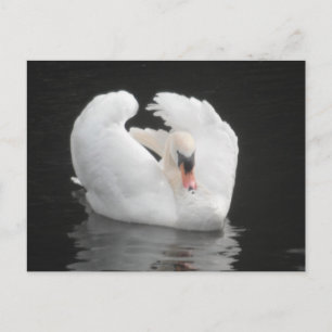 Natación de Swan de tarjetas postales
