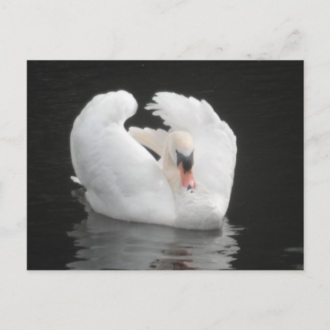 Natación de Swan de tarjetas postales (Anverso)