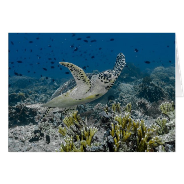 Natación de tortuga marina Hawksbill (Anverso (Horizontal))