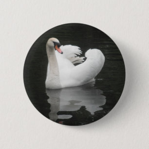 Natación del cisne del botón