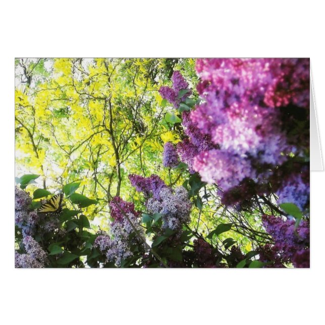 Naturaleza Belleza (Anverso (Horizontal))