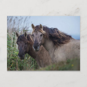 Naturaleza de las postales - Konik Ponies en el Ma