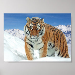 Naturaleza de los Montes Tigres Foto Impresión de 