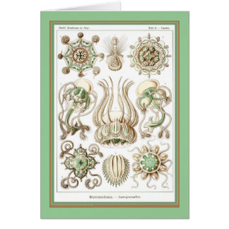 Naturaleza del der de Ernst Haeckel - de