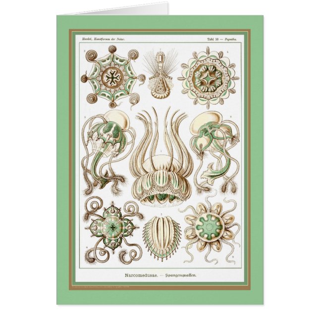Naturaleza del der de Ernst Haeckel - de (Frente)