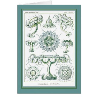 Naturaleza del der de Ernst Haeckel - de