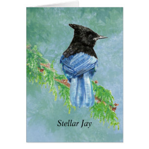 Naturaleza del Stellar Jay Bird