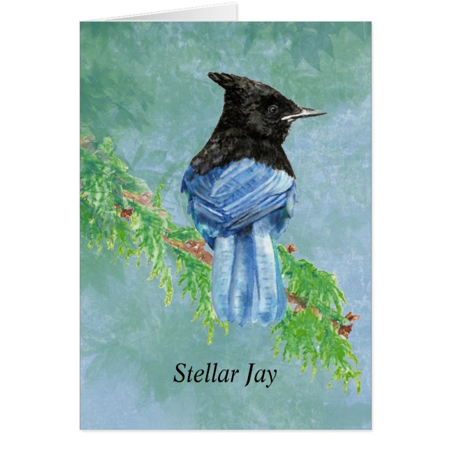 Naturaleza del Stellar Jay Bird (Frente)