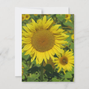 naturaleza, flor, verano, girasol, flor, floral