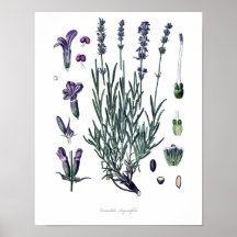 Naturaleza, huella botánica, arte floral de la Lav