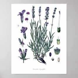 Naturaleza, huella botánica, arte floral de la Lav