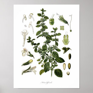 Naturaleza, huella botánica, arte floral de Lemon 