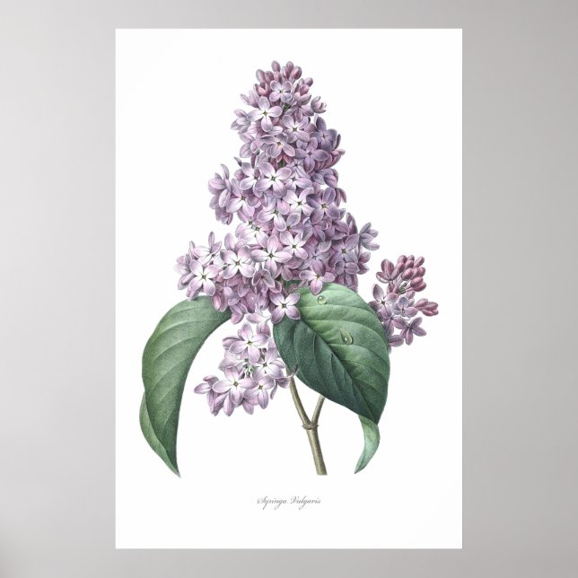 Naturaleza, huella botánica, arte floral de Lilac (Frente)