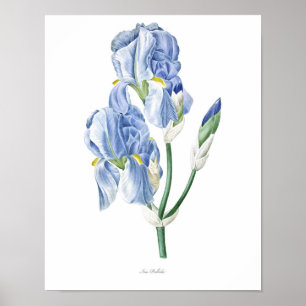 Naturaleza, huella botánica, poster de arte floral