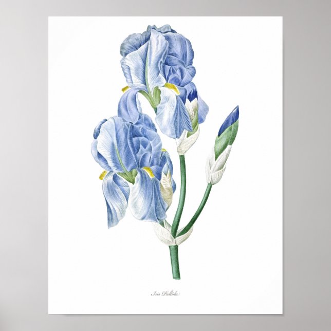 Naturaleza, huella botánica, poster de arte floral (Frente)
