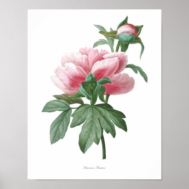 Naturaleza, huella botánica, poster de arte floral (Frente)