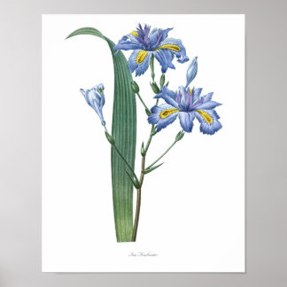Naturaleza, huella botánica, poster de arte floral