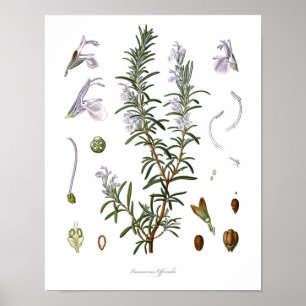 Naturaleza, impresión botánica, arte de la flor de