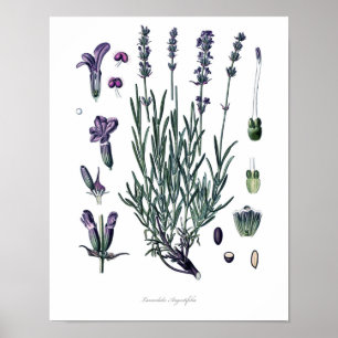 Naturaleza, impresión botánica, arte de la flor de