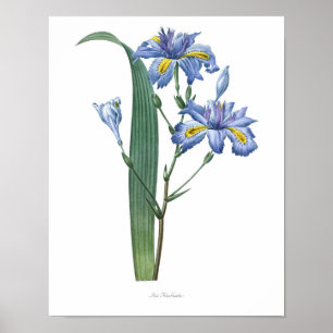 Naturaleza, impresión botánica, poster del arte de