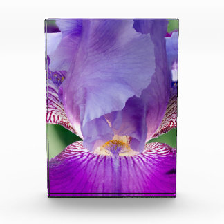 Naturaleza Iris brillante / Floral / Foto Botánica