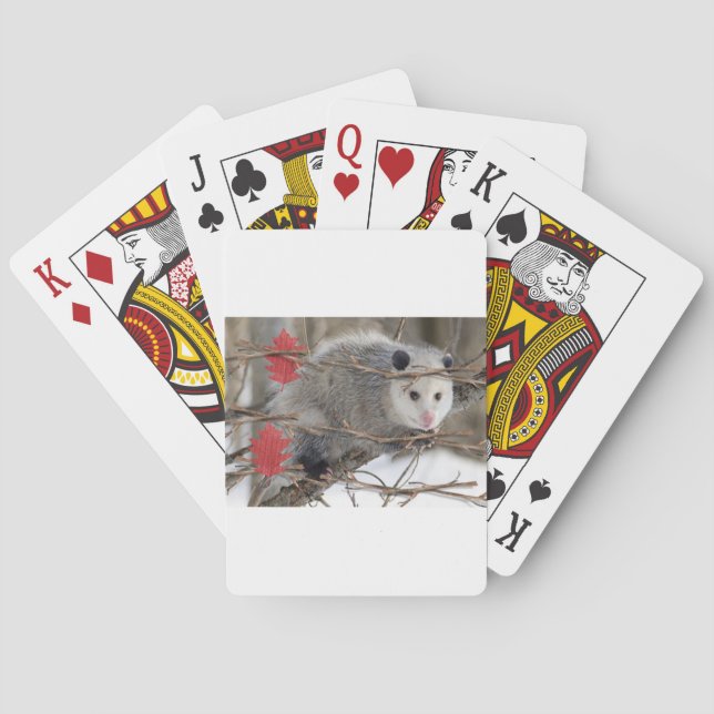 Naturaleza Opossum de la carta de juego (Reverso)