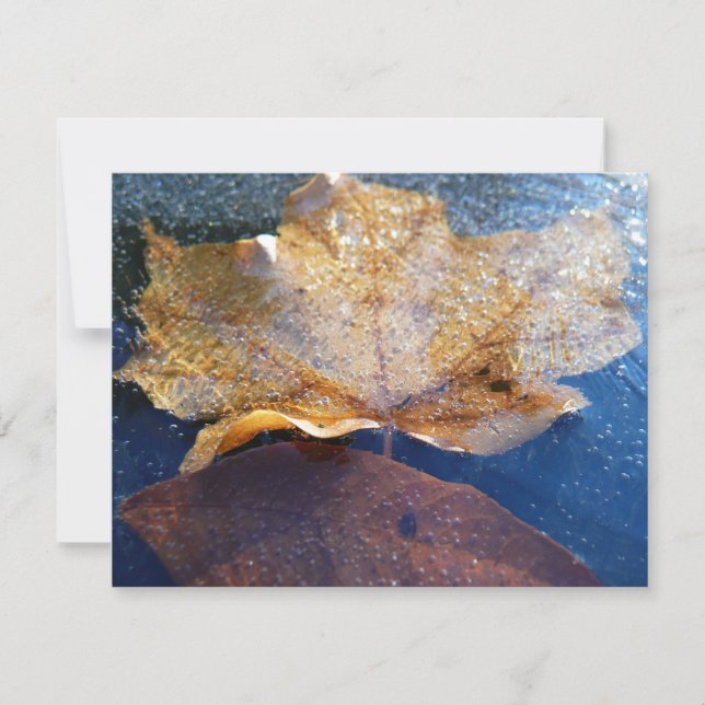 Naturaleza otoñal de la hoja de arce amarilla cong (Anverso)