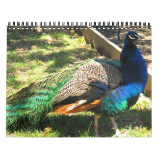 Naturaleza - pájaros - paisaje calendario de 12