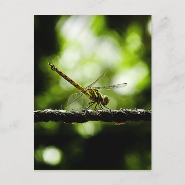 Naturaleza - postales (Anverso)