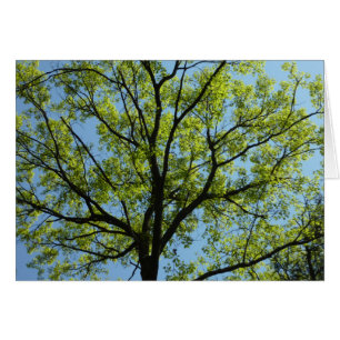 Naturaleza vibrante del roble de primavera