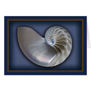 Nautilus Shell 2 horizontales
