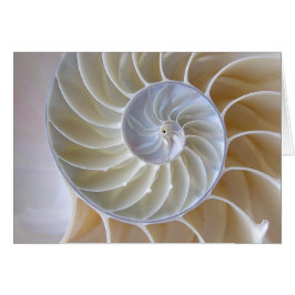 Nautilus Shell Golden Spiral Photograph