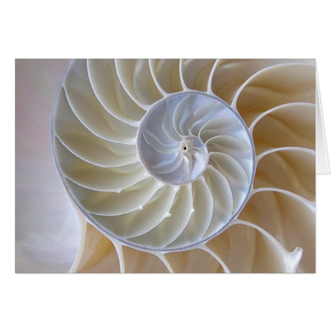 Nautilus Shell Golden Spiral Photograph (Anverso (Horizontal))
