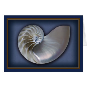 Nautilus Shell horizontal