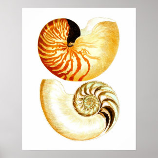 Nautilus Shell Seashell n.º 8 Decoración de playa