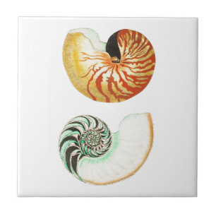 "NAUTILUS SHELLS" SELLA BALDOSAS CERAMICAS