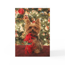 Navidad 2 de Yorkie