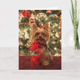Navidad 2 de Yorkie