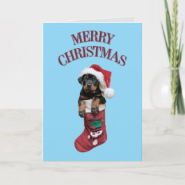 Navidad adorable Rottweiler