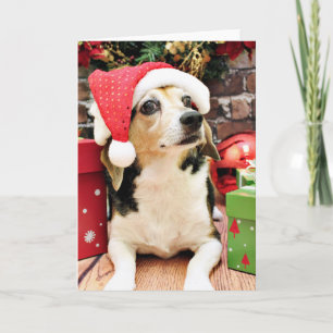 Navidad - beagle - Bailey