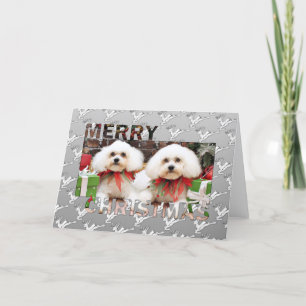 Navidad - Bichon Frise - Harry y Hermie