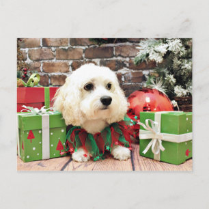 Navidad - Bichon Frise X - Bella