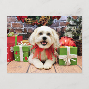 Navidad - Bichon X - Bella